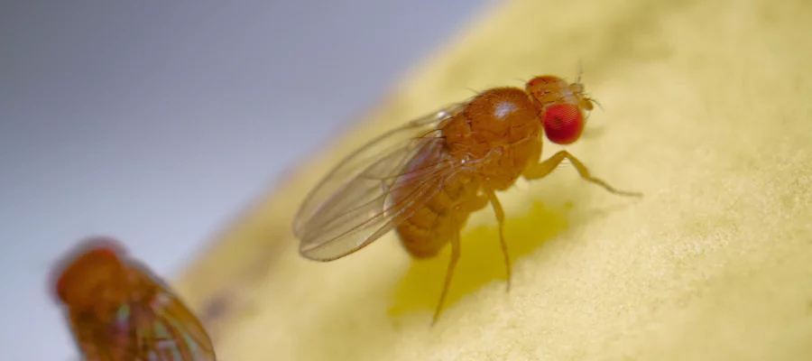 How to get rid of fruit flies in GA for pest control