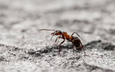 A fire ant in Knoxville TN - Russell's Pest Control
