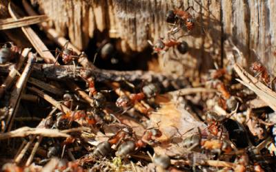Carpenter ants in Knoxville TN - Russell's Pest Control