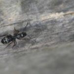 A carpenter ant in Knoxville TN - Russell's Pest Control