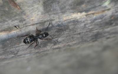 A carpenter ant in Knoxville TN - Russell's Pest Control