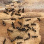 Ants found inside someone's home