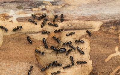 Ants found inside someone's home