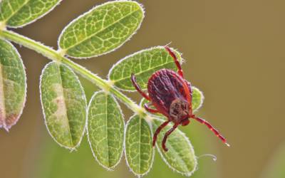 An American dog tick