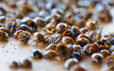 Image of a lady beetle infestation - small image size