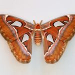 An atlas moth on a gray background
