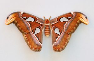 An atlas moth on a gray background