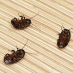 three dead roaches on a floor