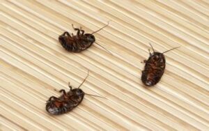 three dead roaches on a floor