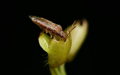 A kissing bug perches on a flower without petals.