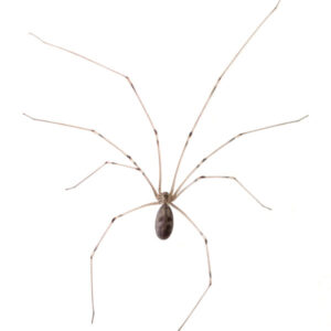 close up of a cellar spider