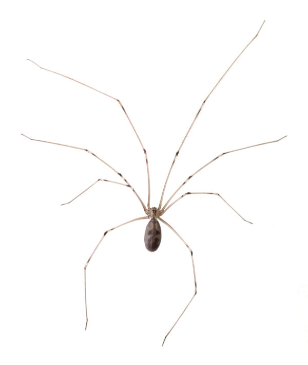 close up of a cellar spider