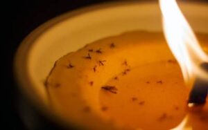 a burning citronella candle with many dead mosquitoes