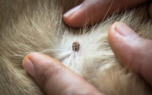 Tick stuck in the fur of a dog in Tennessee