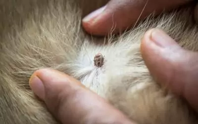 Tick stuck in the fur of a dog in Tennessee