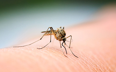 Mosquito on hand in knoxville TN