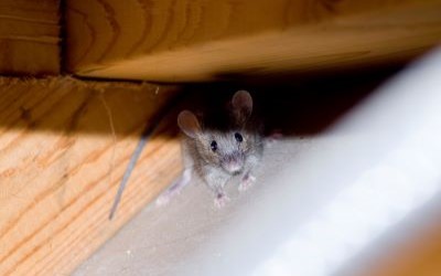 What Are the Signs of Wildlife in My Attic? by Russell's Pest Control in East Tennessee