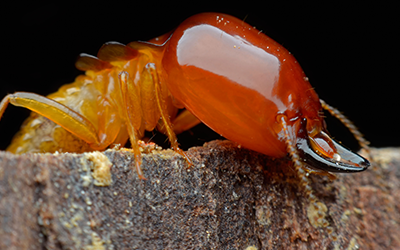 Do Termites Bite in Knoxville | Russell’s Pest Control