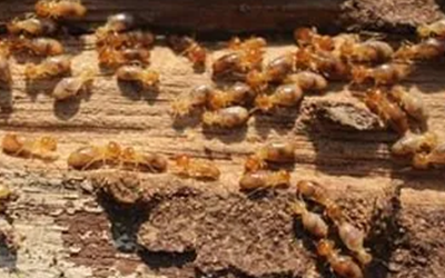 termite colony in knoxville home - get the facts about termites from Russell’s Pest Control