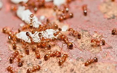 Are Fire Ants Dangerous? | Russell's Pest Control in Knoxville TN