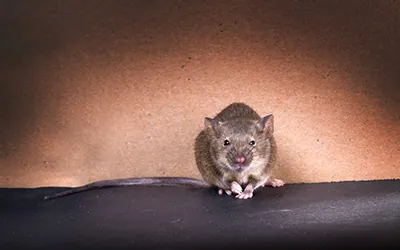 Defiant mouse sneaking into Knoxville TN house in July; get expert tips on avoiding summer rodent issues from Russell's Pest Control