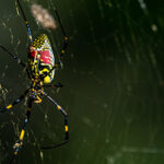 joro spider | Russell's Pest Control in Knoxville TN