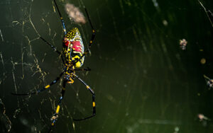 joro spider | Russell's Pest Control in Knoxville TN