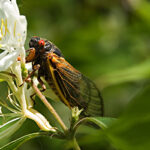 Cicadas | Russell's Pest Control in Knoxville TN