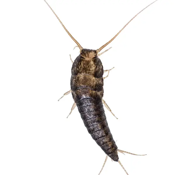 Silverfish | Russell Pest Control serving Knoxville, TN