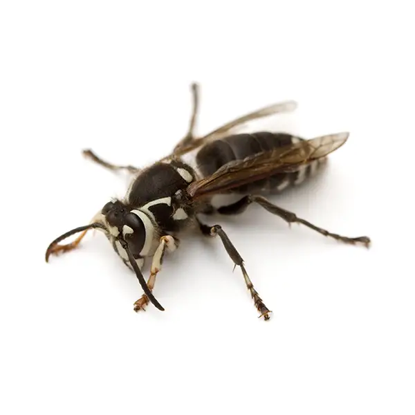 Bald-Faced Hornet | Russell Pest Control serving Knoxville, TN