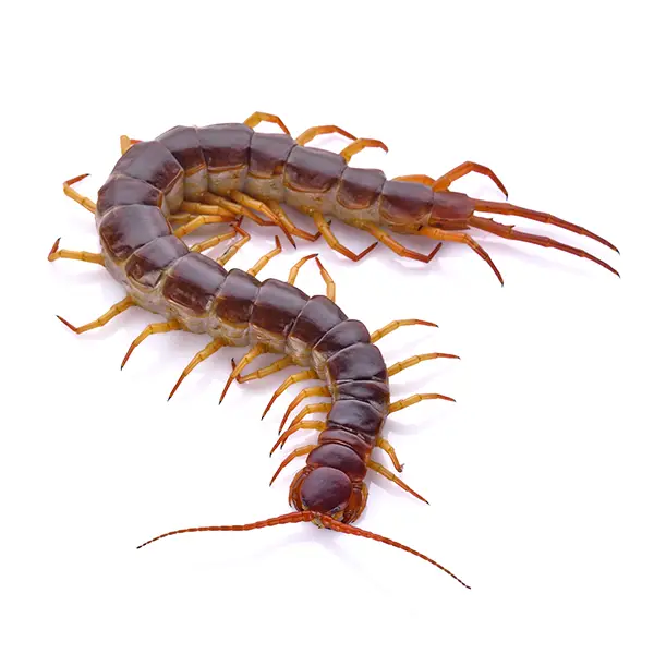 Centipede | Russell Pest Control serving Knoxville, TN