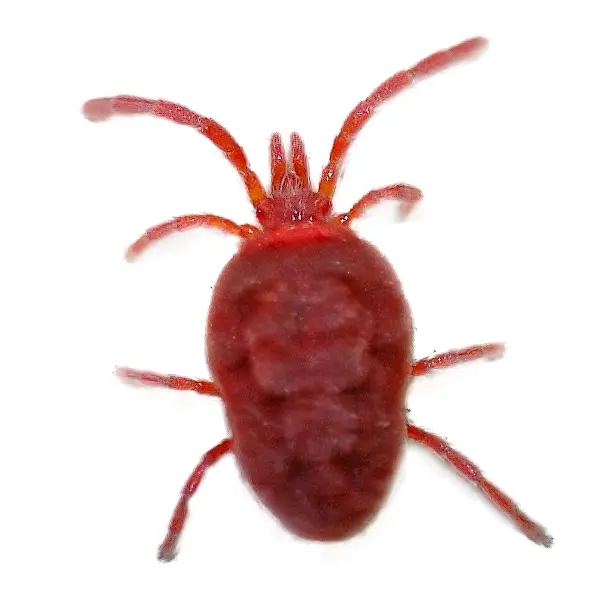 Clover Mite | Russell Pest Control serving Knoxville, TN