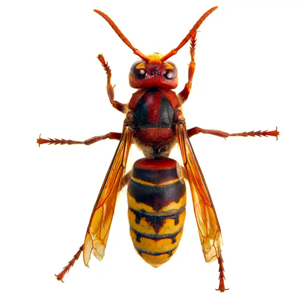 Hornet | Russell Pest Control serving Knoxville, TN