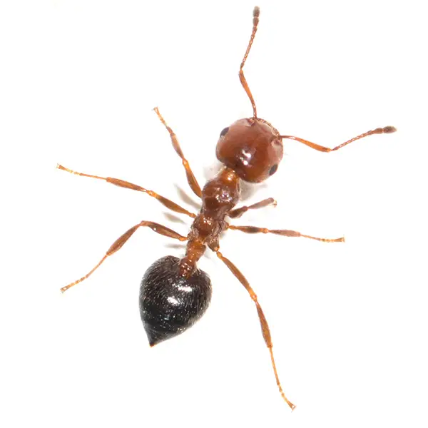 House Ant | Russell Pest Control serving Knoxville, TN