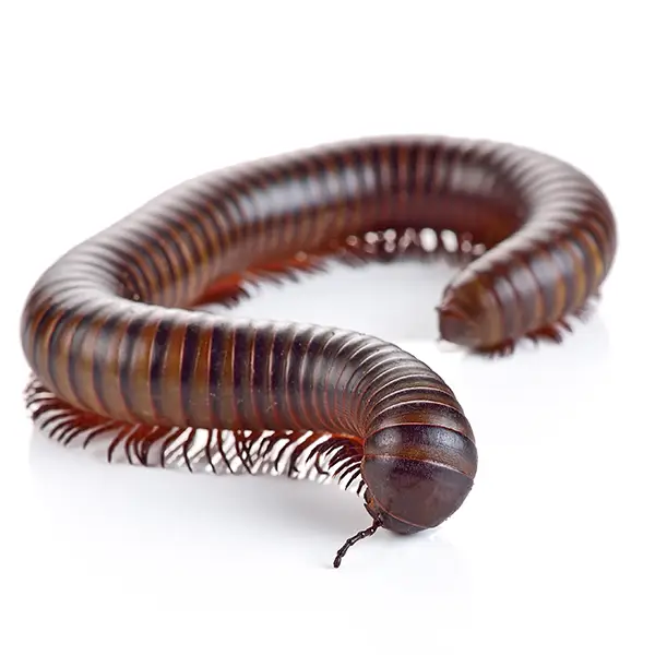 Millipede | Russell Pest Control serving Knoxville, TN