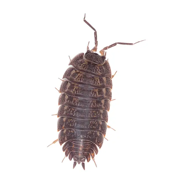 Pill Bug | Russell Pest Control serving Knoxville, TN