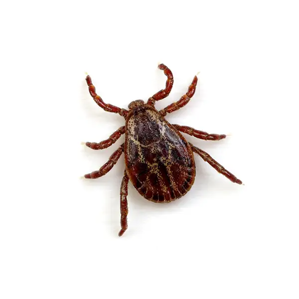 Tick | Russell Pest Control serving Knoxville, TN