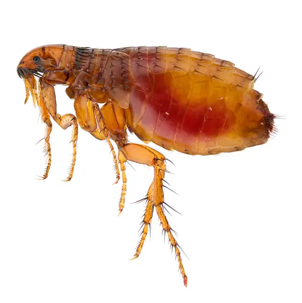 Flea | Russell Pest Control serving Knoxville, TN