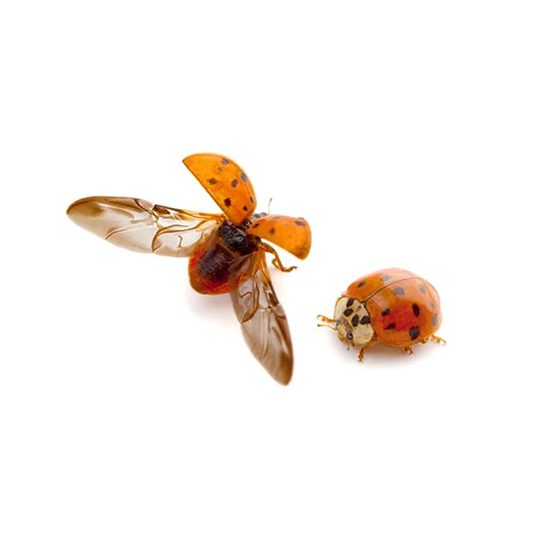 Asian Lady Beetle | Russell Pest Control serving Knoxville, TN