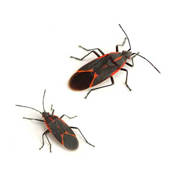 Boxelder Bugs | Russell Pest Control serving Knoxville, TN