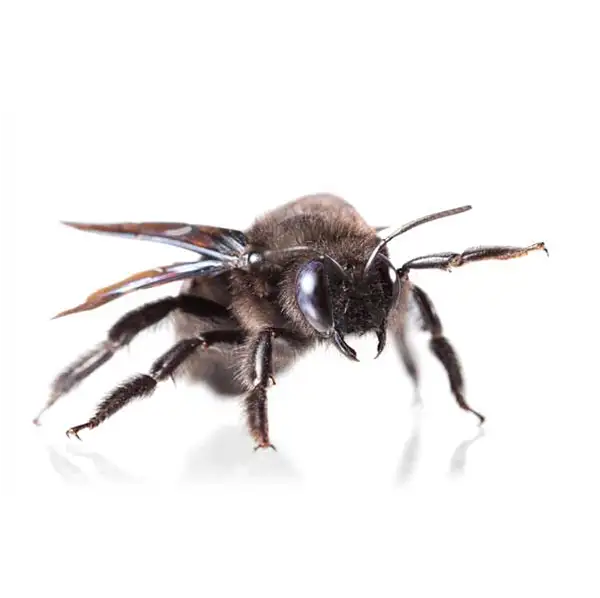 Carpenter Bee | Russell Pest Control serving Knoxville, TN