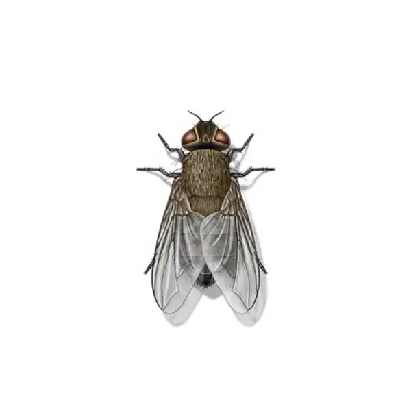 Cluster Fly | Russell Pest Control serving Knoxville, TN
