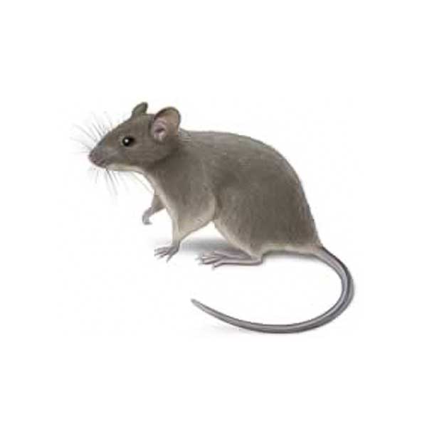 House Mouse | Russell Pest Control serving Knoxville, TN