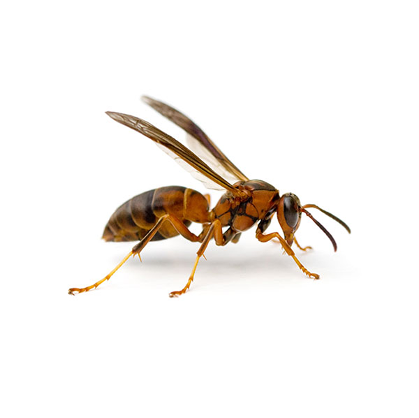Paper Wasp | Russell Pest Control serving Knoxville, TN