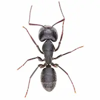 Carpenter Ant | Russell Pest Control serving Knoxville, TN