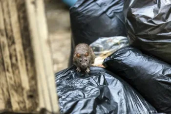 Brown rat on a pile of garbage bags - Keep rodents away from your property with Russell's Pest Control in Knoxville TN