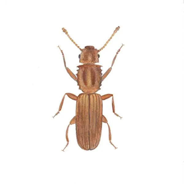 Sawtoothed Grain Beetle | Russell Pest Control serving Knoxville, TN