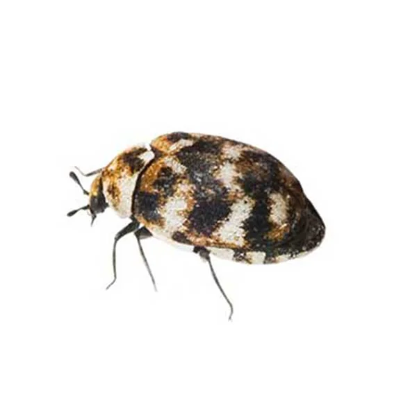 Varied Carpet Beetle | Russell Pest Control serving Knoxville, TN