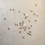 Ants Invading Kitchen Table - Should You Be Worried About Ants Indoors?