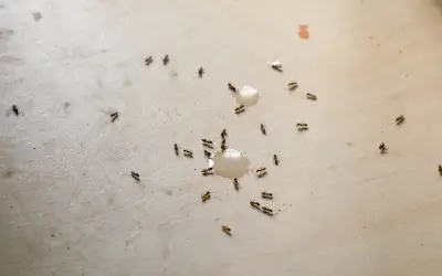 Ants Invading Kitchen Table - Should You Be Worried About Ants Indoors?
